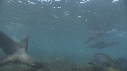 OTARIES