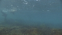 OTARIES