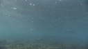 OTARIES