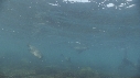 OTARIES