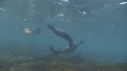 OTARIES
