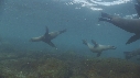 OTARIES