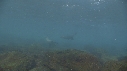 OTARIES, PLONGEUR