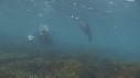 OTARIES, PLONGEUR