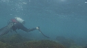 OTARIES, PLONGEUR