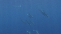 DAUPHINS SPINNER