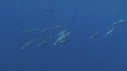 DAUPHINS SPINNER