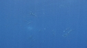 DAUPHINS SPINNER