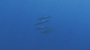 DAUPHINS SPINNER