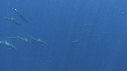 DAUPHINS SPINNER