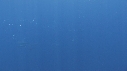 DAUPHINS SPINNER