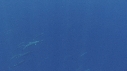 DAUPHINS SPINNER