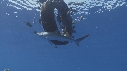 PNEU, POISSONS, REQUIN