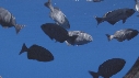 PNEU, POISSONS