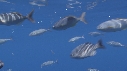 PNEU, POISSONS