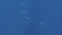 DAUPHINS SPINNER