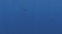 DAUPHINS SPINNER