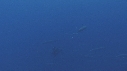 DAUPHINS SPINNER