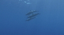 DAUPHINS SPINNER