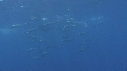 DAUPHINS SPINNER