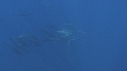 DAUPHINS SPINNER