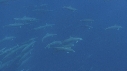 DAUPHINS SPINNER