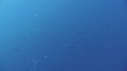 DAUPHINS SPINNER