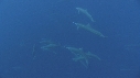 DAUPHINS SPINNER