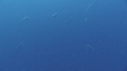 DAUPHINS SPINNER