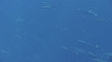 DAUPHINS SPINNER