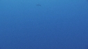 DAUPHINS SPINNER