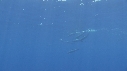 DAUPHINS SPINNER