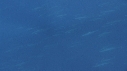 DAUPHINS SPINNER