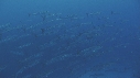 BARRACUDAS