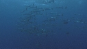 BARRACUDAS