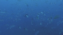 CARANGUES