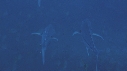 CARANGUES