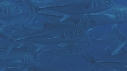 CARANGUES