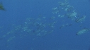 CARANGUES