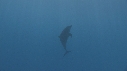 DAUPHINS, BEBE