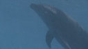DAUPHINS, BEBE