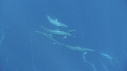 DAUPHINS SPINNER