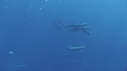 DAUPHINS SPINNER