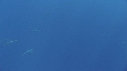 DAUPHINS SPINNER