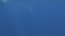 DAUPHINS SPINNER