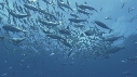 EPAVE FLOTANTE, POISSONS FOUS