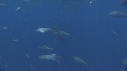EPAVE FLOTANTE, DAUPHINS