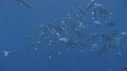 EPAVE FLOTANTE, POISSONS FOUS