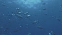 POISSONS