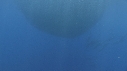 BAIT BALL, DAUPHINS